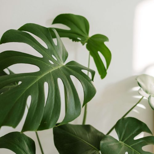 Moodbild Monstera-Pflanze
